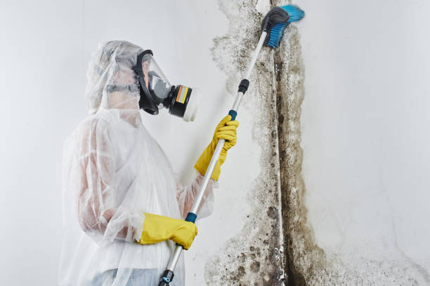 Best DIY Mold Remediation Support Services in Unicoi, TN