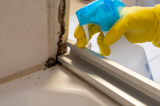 Best Localized Mold Remediation (e.g., coastal areas, humid climates) in Unicoi, TN