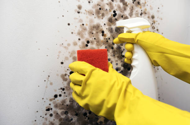 Best Residential Mold Remediation in Unicoi, TN